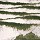Stanton Carpet: Vanishing Point Meadow